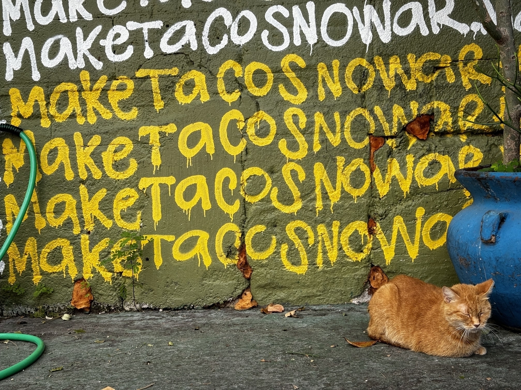 Shot of a wall with make tacos no war in white spray paint then yellow spray paint. An orange cat is on the bottom right of frame lying down on concrete  