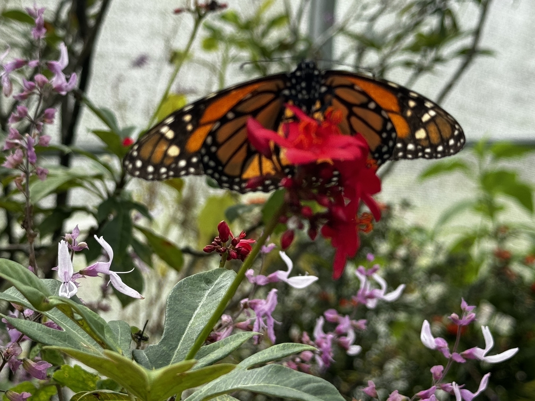Butterfly in close up. It’s blurry. There’s a plant in the foreground. It’s sharp. It’s daytime. 