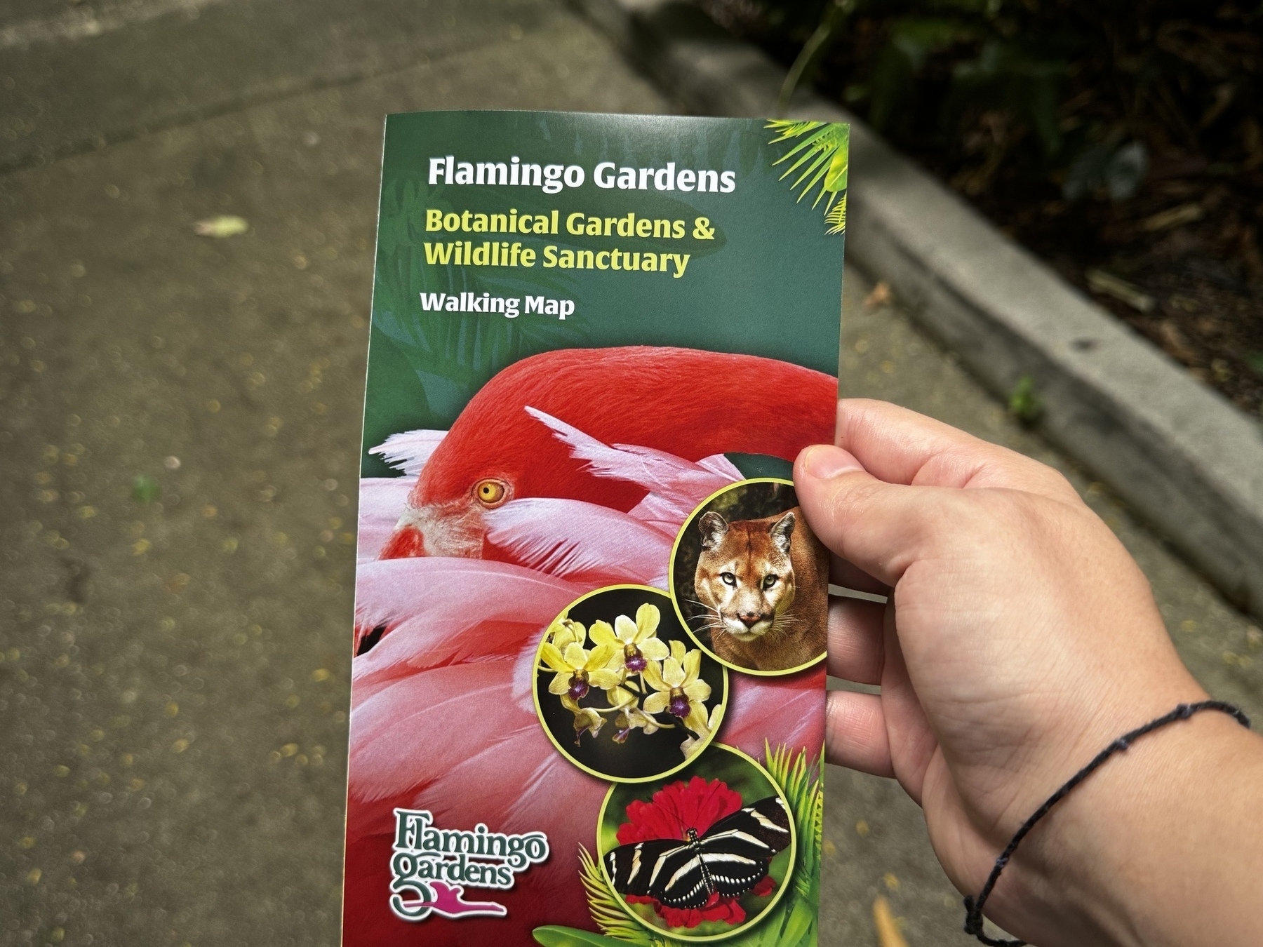 Flamingo Gardens&10;Botanical Gardens & Wildlife Sanctuary&10;Walking brochure and map
