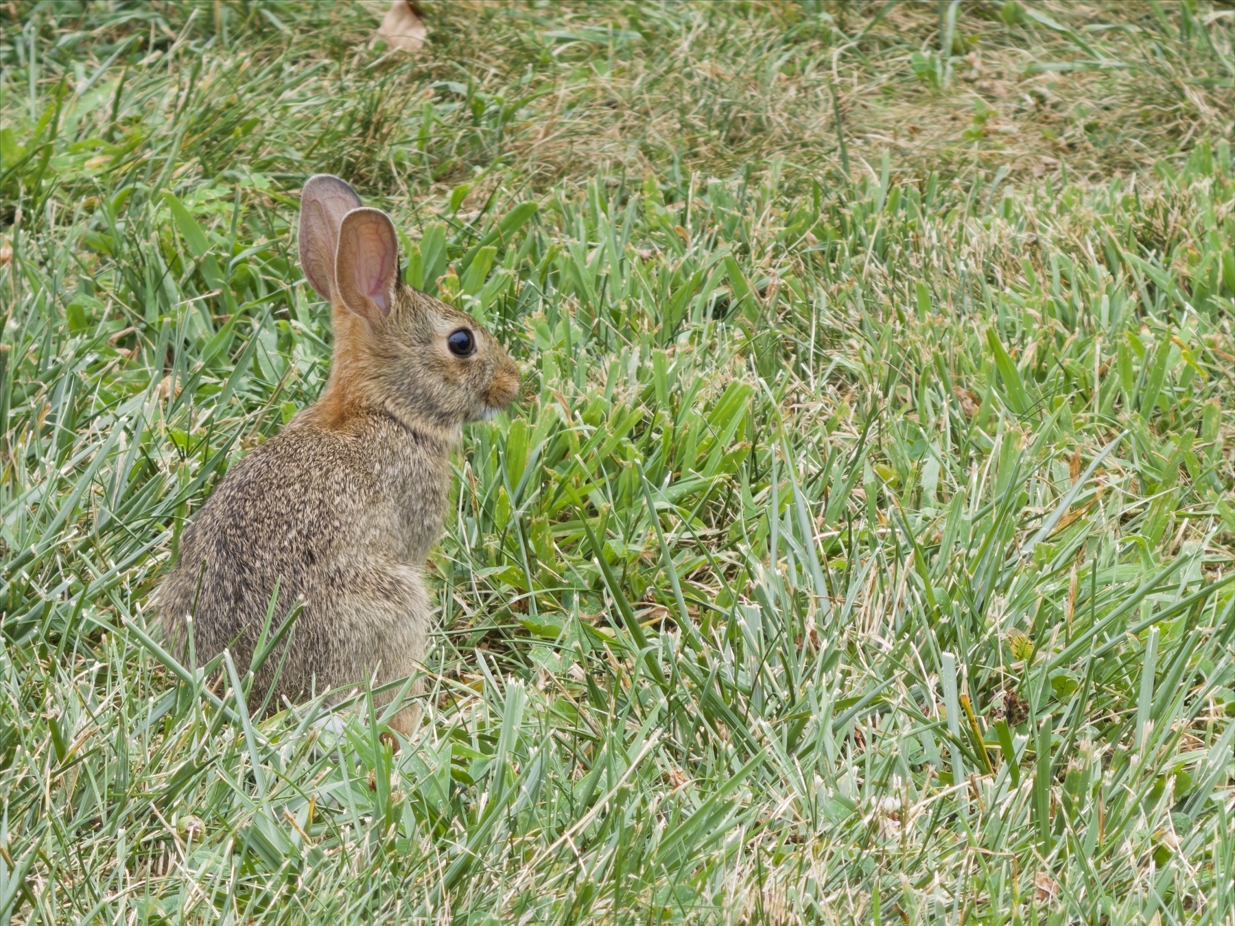 Brown cottontail rabbit sits upright in tall green grass, large pink ears erect and alert, dark eye gazing sideways with cautious expression, surrounded by dense natural meadow vegetation.​​​​​​​​​​​​​​​​